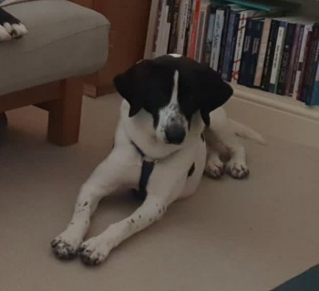millypod1's tweet image. 🆘23 JAN 2024 #Lost HIRO #ScanMe
YOUNG Black &amp;amp; White Pointer Male
Waterbeach Road #Landbeach #Cambridge #Cambridgeshire #CB25 doglost.co.uk/dog-blog.php?d…