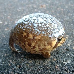 I sincerely hope all the rain frogs that are out there in this world have a wonderful day today. they really deserve the best