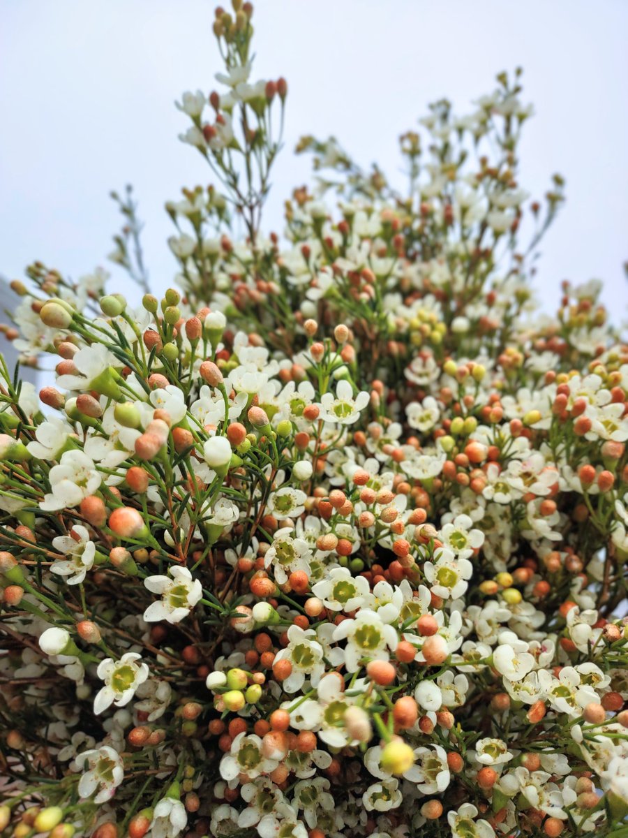 TheEmptyVaseHTX's tweet photo. Our wax flowers right now have a lovely peach tint to the berries!

#Flowers #florist #houstonflorist #flowershop #flowerphotography #FlowersOfTwitter https://t.co/O6ZaaH7y5H