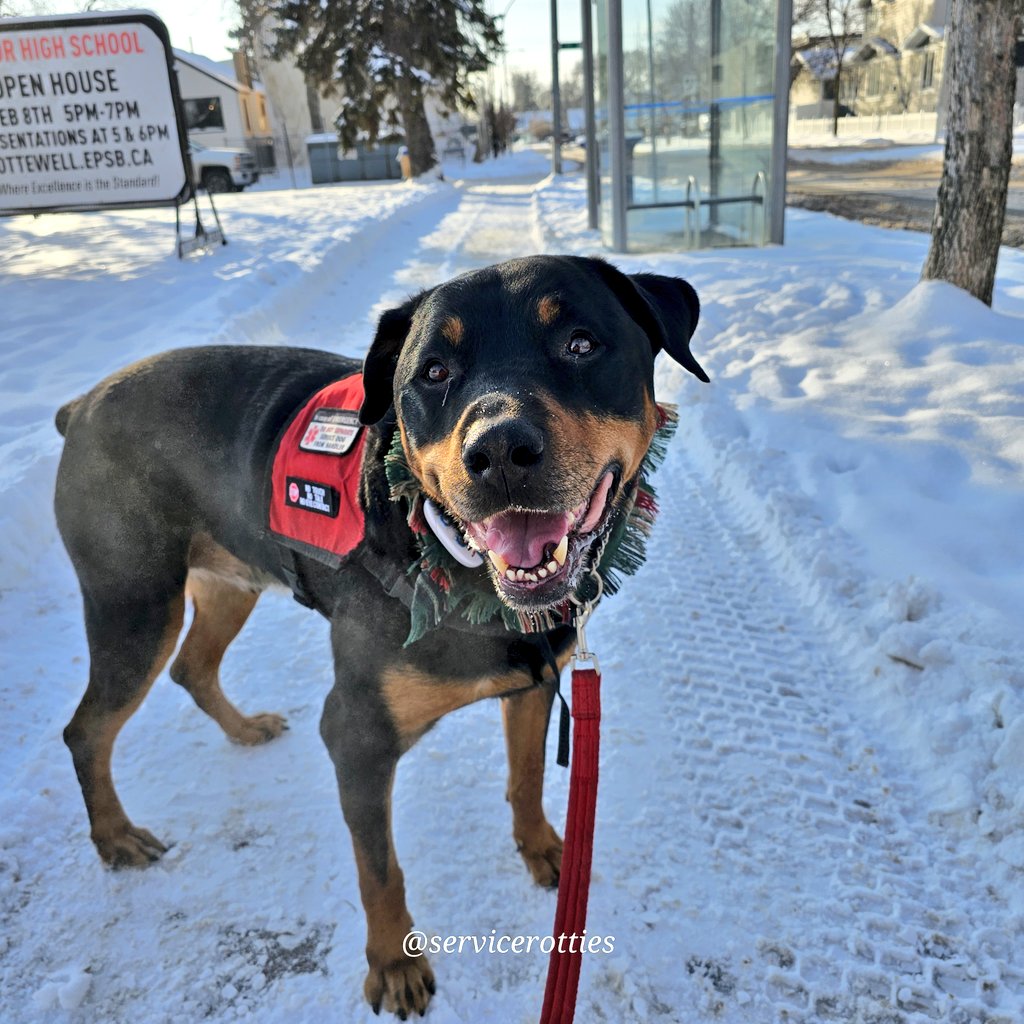 This is an open invite to any City Councilor in #Edmonton to join us on a trek through our community to do local errands. Depending on the day, this tour will include highlights such as this bus stop left inaccessible by city sidewalk clearing crews, a variety of detours due to