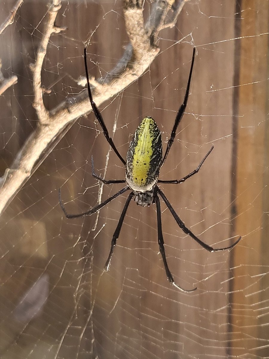 We've never seen one of our golden orb web spiders with this much yellow on before - isn't she beautiful! #TropicalBugZoo #BugZoo #Arachnids #Spiders #TheBugFarm