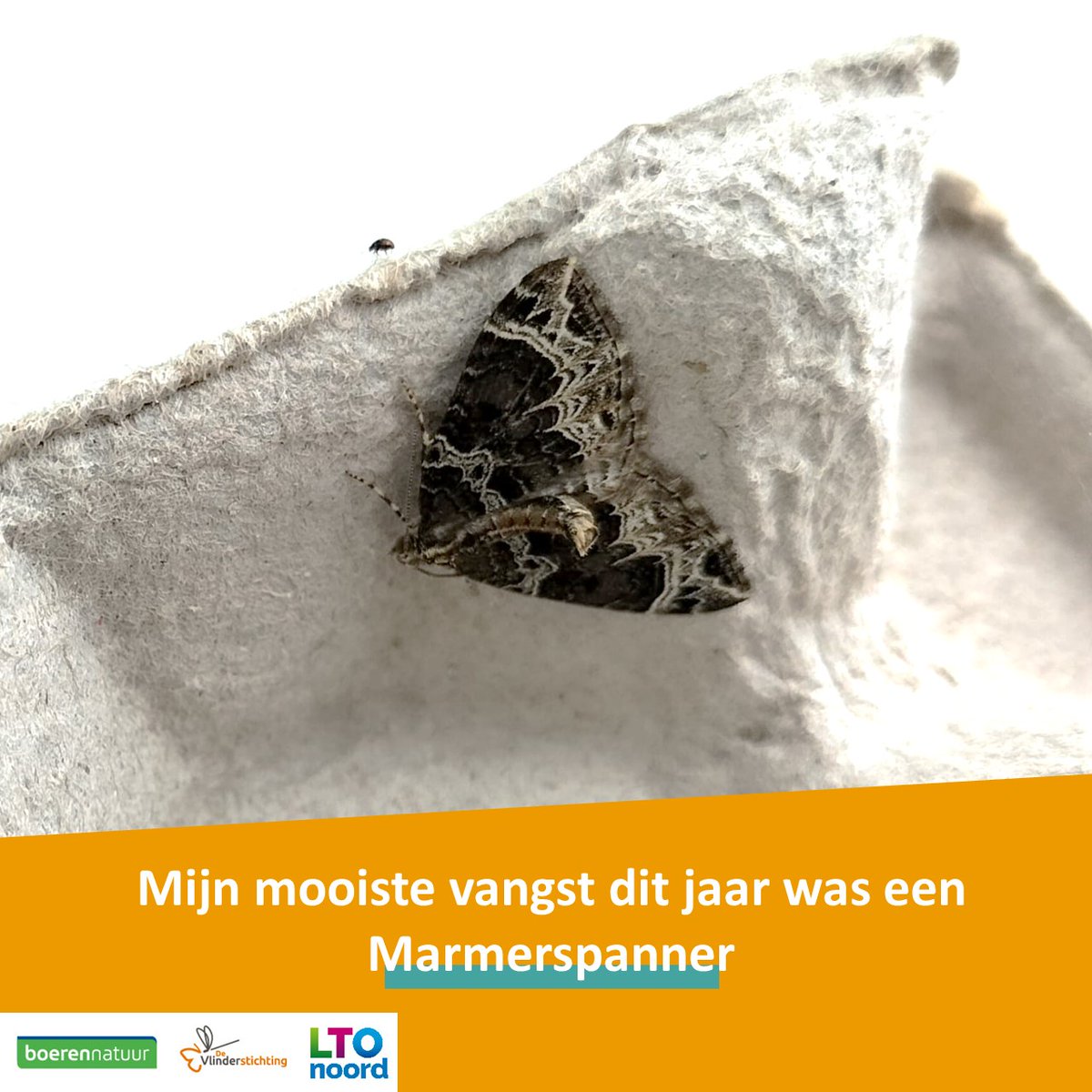 Ook hier werd geteld! Op naar komend jaar🦋

#bimag #nachtvlinders #biodiversiteit #boerenerf <a href="/LTONoord/">LTO Noord</a> <a href="/vlinderNL/">De Vlinderstichting</a> <a href="/BoerenNatuurNL/">BoerenNatuur</a>