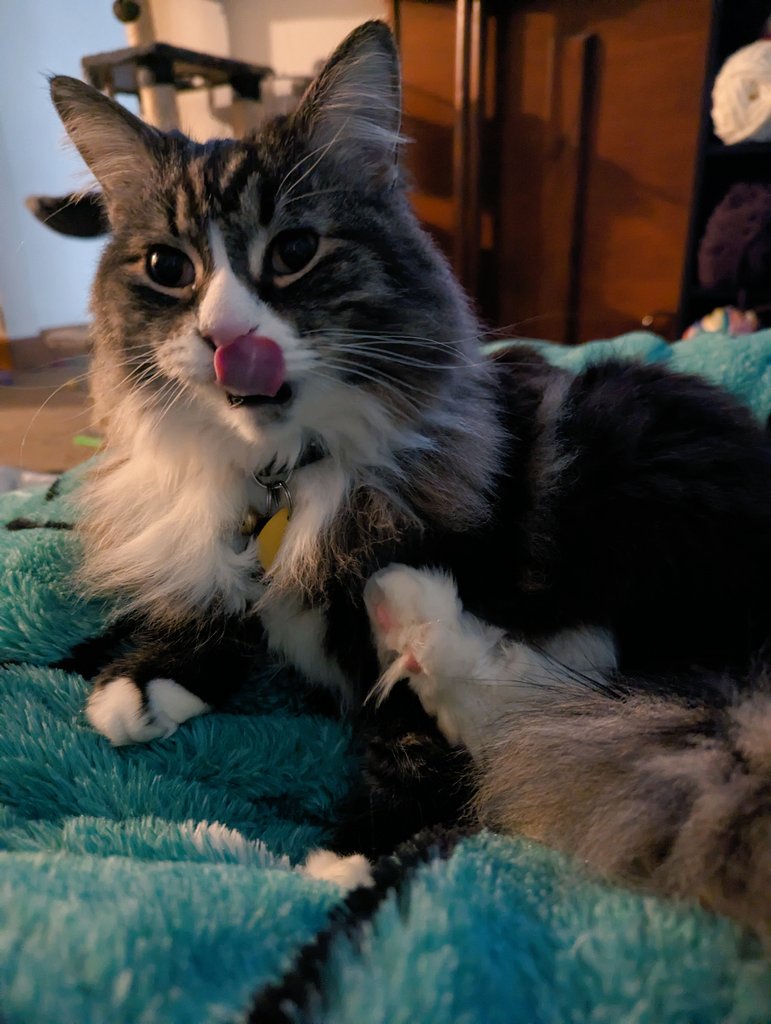 cookieandmochi_'s tweet photo. f... furrench furriez..... u don say..... can I triez? plz? https://t.co/oLD7092Fgq