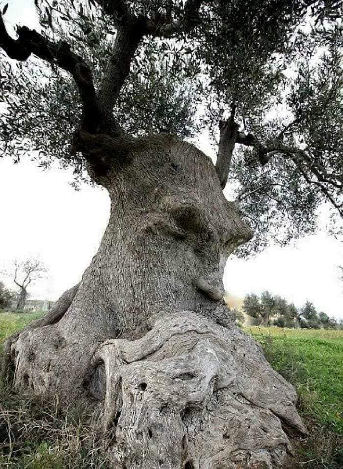 archeohistories's tweet photo. "The Thinking Tree"

An ancient 'Olive Tree' in Puglia, Italy. The tree, which is believed to be at least 1500 years old, and potentially as ancient as 4000 years according to some studies, has captivated audiences on social media over the last decade. It's a symbol of history and longevity, with olives being an essential part of the region's culture and economy. This tree has likely witnessed many generations and events over the years. Its significance is a testament to the importance of olive trees in the Mediterranean region.

However, the grandeur of the Ancient Olive Thinking Tree is merely a glimpse into the rich tapestry of olive groves that have thrived for centuries in the Puglia region of Italy. With an estimated 50 to 60 million olive trees, featuring trunks of varying shapes and sizes, it’s no wonder that some might bear resemblance to a face.

In 8th Century BC, Greeks arrive from Sparta. Hellenistic Civilization founds a number of important centres, giving Puglia the name Magna Grecia. According to some scholars, this tree is part of an olive grove from that time period. In 4th Century BC, Romans build the Via Appia connecting Rome to Puglia and oust the Greeks from the region in 272 BC. They colonise the region and develop a flourishing agricultural economy growing wheat and producing olive oil.

The narrative of Puglia’s olive trees finds its origin in the annals of Roman history. These trees, extolled in biblical texts for embodying abundance, peace, and purity, also find a place in the mythical birth story of Rome. It’s said that the legendary founders of Rome, the twin brothers Remus and Romulus, were born under the protective shade of an olive tree. This potent symbolism held a deep resonance for the Romans, prompting them to cultivate these trees in abundance, thereby setting the stage for the enduring economic contribution of olive trees in the region.

The olive groves of Puglia, some of the oldest continually cultivated in the world, carry the imprints of centuries of human touch. The myriad shapes of these trees, each unique in its form, stand as silent testimonials to the generations of hands that have lovingly tended and harvested them. Each gnarled trunk and twisted branch tells a tale of endurance and adaptation, shaped by the rhythms of nature and the needs of those who have depended on their fruits. As such, these ancient groves encapsulate a vital piece of human history and a timeless bond between nature and mankind. The olive oil, a cherished product of these trees, has a history as rich as the groves themselves. Its initial use was restricted to the elite echelons of society, with Pharaohs and priests using it for anointment ceremonies. 

However, as cultivation spread and production increased, olive oil transitioned from a luxury to a necessity, finding a place in the everyday lives of people. It became an integral part of various sectors, serving as a fuel source, a culinary staple, a key ingredient in cosmetics, and a base for medicinal preparations. The importance of olive oil is underscored by the fact that the English word “oil” has its roots in the Latin word “Oliva,” which means “Olive Tree.”

There is also an olive tree in west Athens, greece named "Plato's Olive Tree." It is a remnant of grove where Plato's Academy was situated, and it is estimated to be 2400 years old.

📷© nicola_di_tinco_ 

#archaeohistories