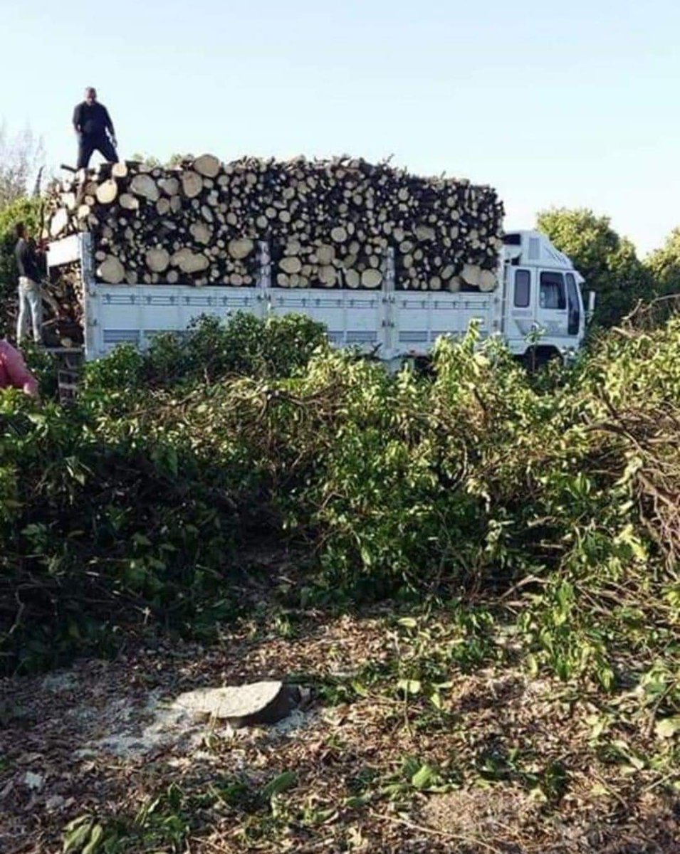 Recepsamuncu1's tweet photo. Ülkemizin limon üretiminin %65 ' ini tek başına karşılayan Erdemli'de limon ağaçları kesilmeye başladı..
Artık limonuda ithal edersek hiç şaşırmam,nereden nereye....😧🍋🍋🍋 https://t.co/88yh8w3i2w