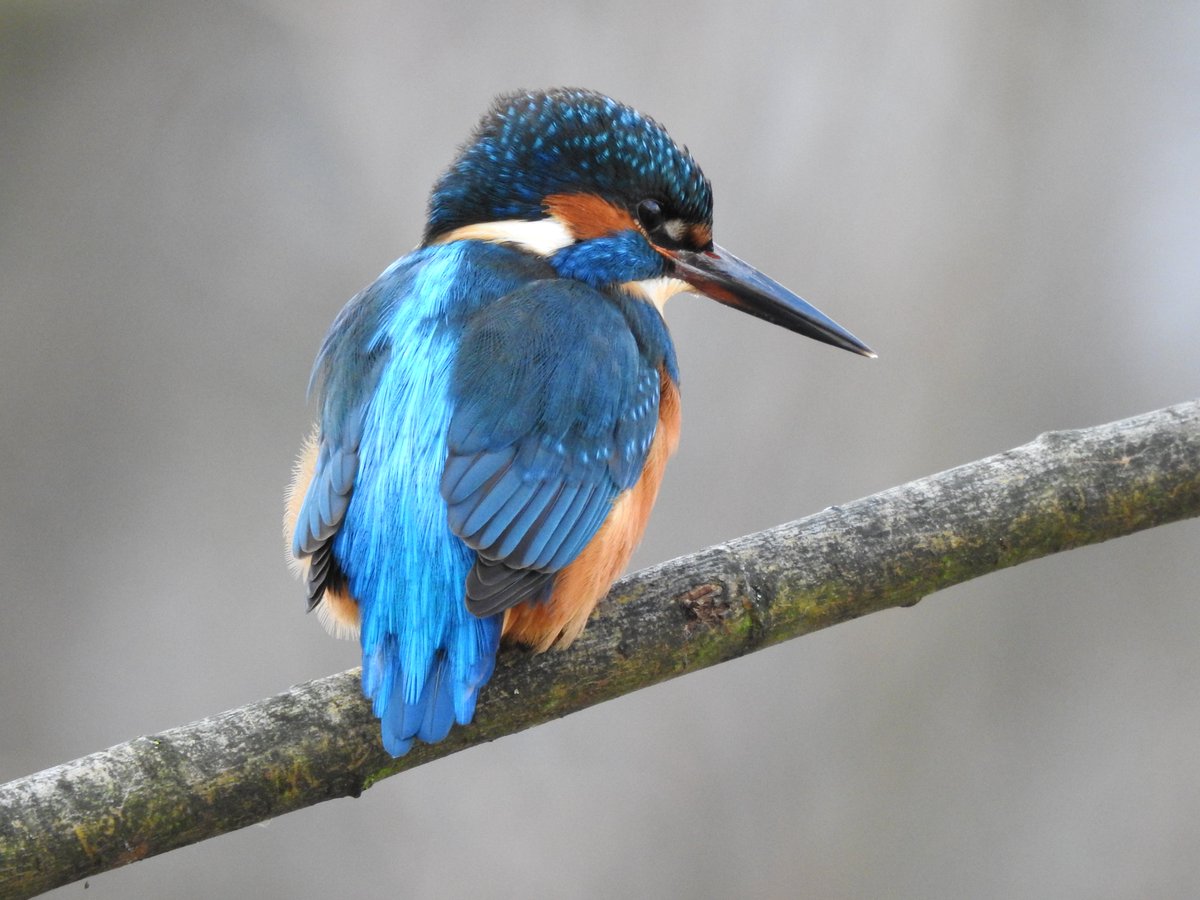 The stretch of Regents Canal around Hackney and Tower Hamlets has been home to a kingfisher for the last 4 winters. 

Hopefully this one hangs around for a few more weeks before possibly leaving to look for a mate.

#LondonBirds #BirdsSeenIn2024 #nature #wildlife @WildLondon