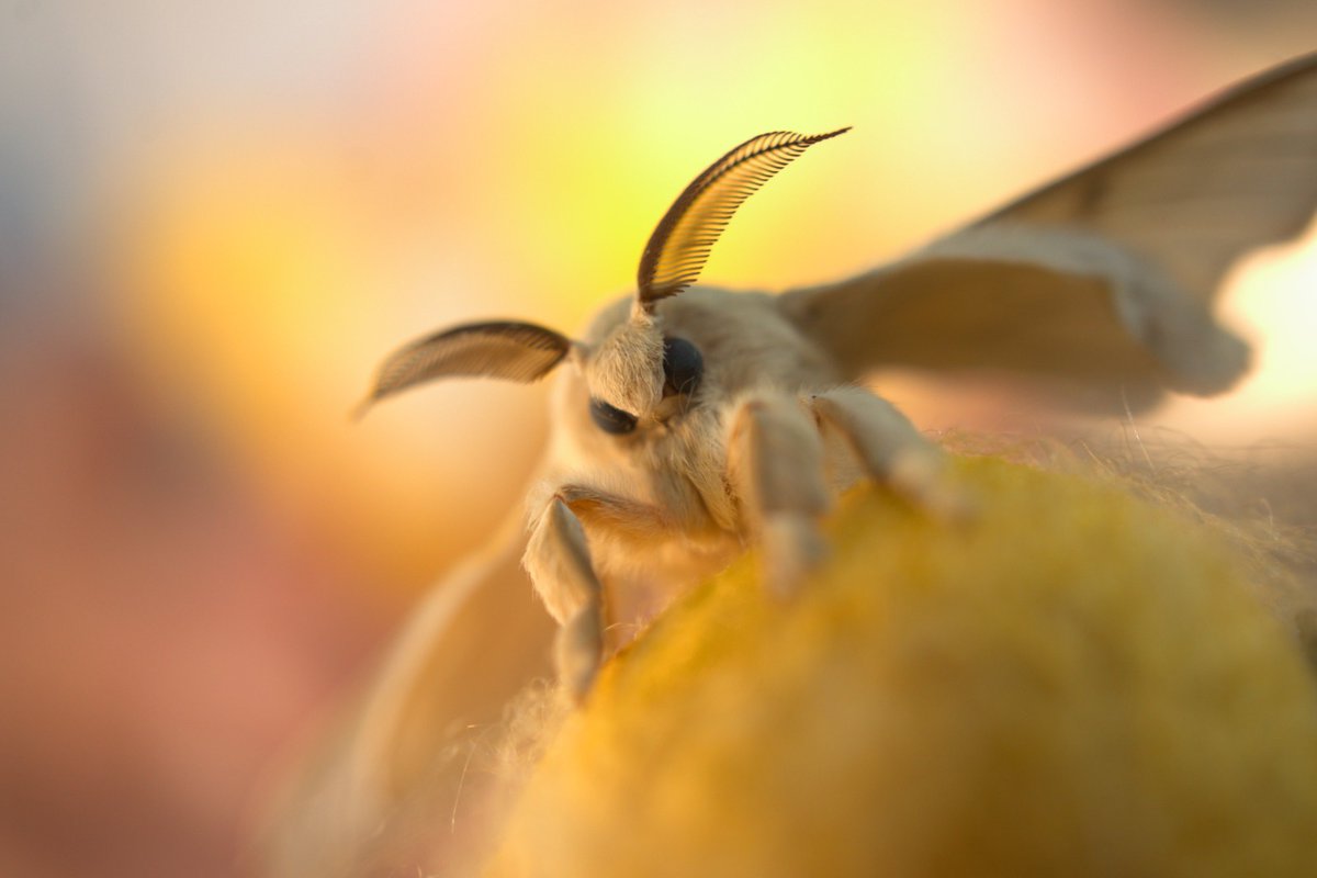 Anka Relief tweet media