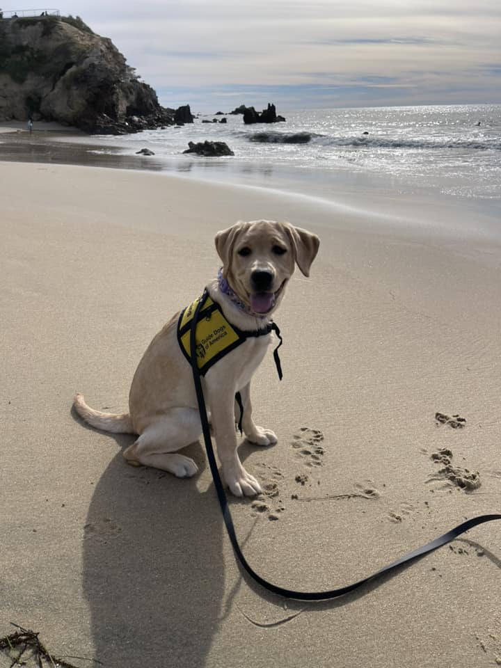 'Life is too short not to play in the sand with your pup.' Leave a ❤️ in the comments if you agree!