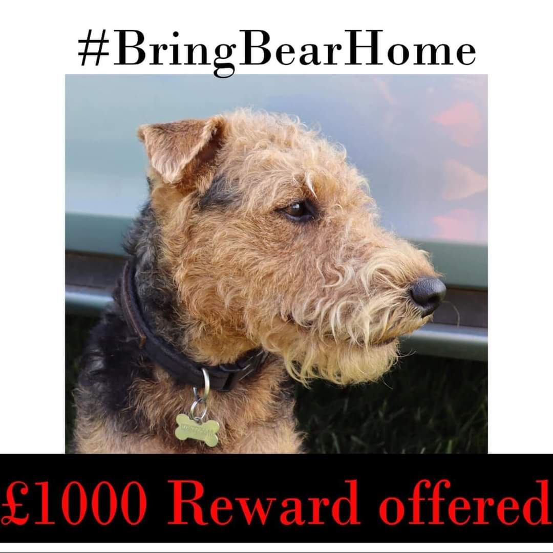 Okay let's see how far this gets... Who wants £1000 ? £1000 to anyone who can give any information that leads Bear's return to his family. Just one call or message, if you've seen a dog like Bear BEAR went #missing 10 January 2024 in Inskip #Preston #PR4 #BringBearHome