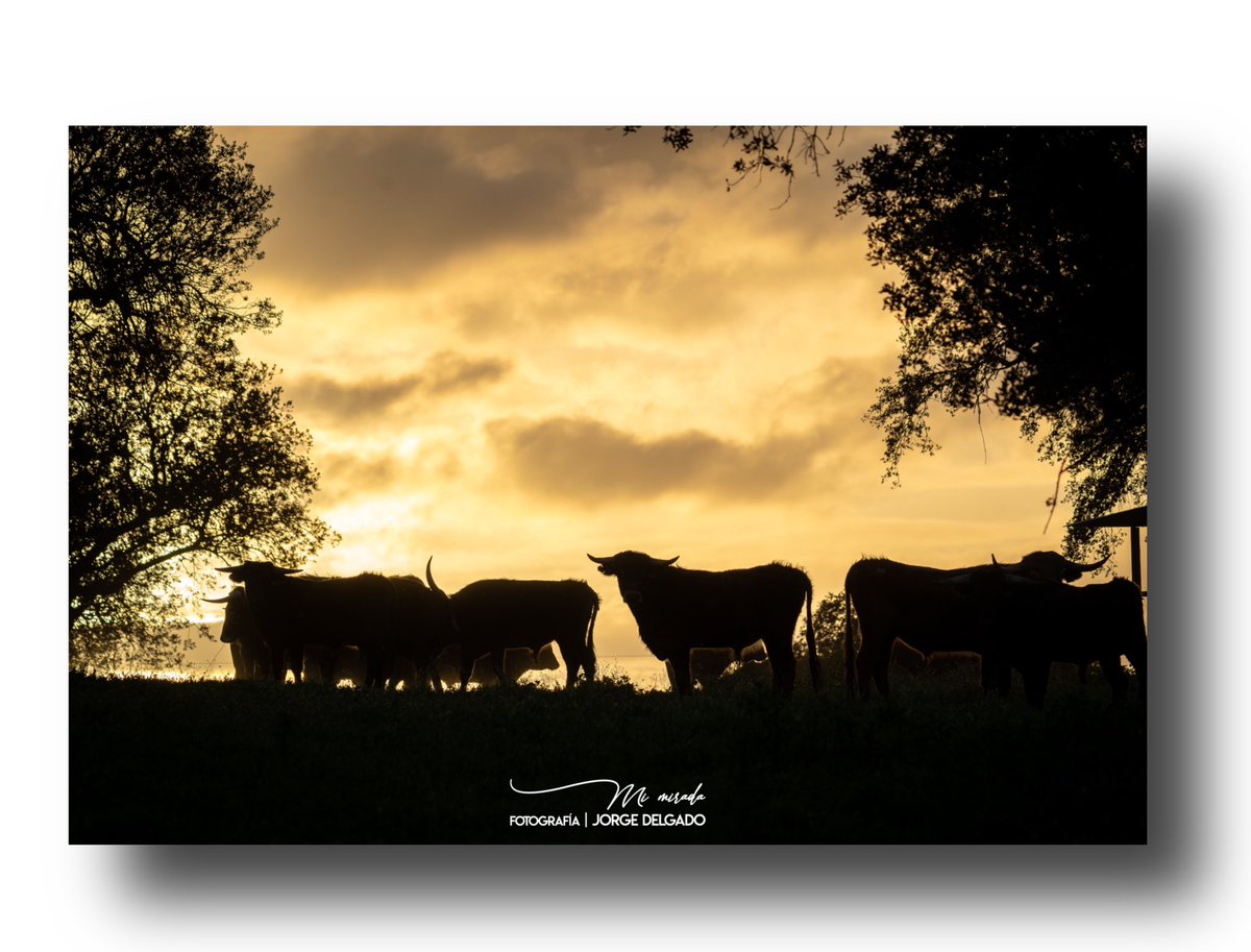 Fotografías de una colección que he creado con el nombre “EL FINAL Y COMIENZO DE UNA NUEVA VIDA” que como día tras día vivimos cualquiera ser viviente con un nuevo amanecer como principio de una nueva vida y un atardecer como el final de ella. Espero que os gusten. 
#mimirada