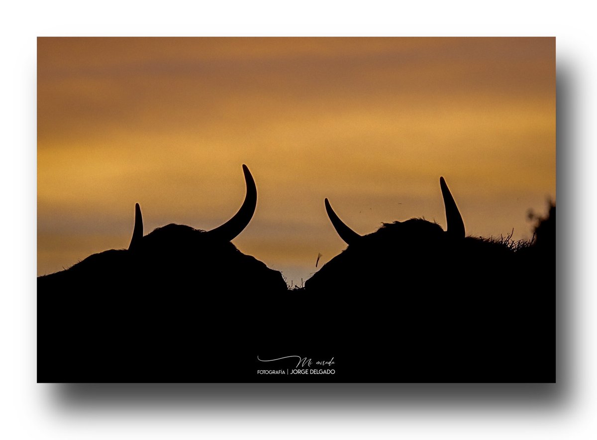 Fotografías de una colección que he creado con el nombre “EL FINAL Y COMIENZO DE UNA NUEVA VIDA” que como día tras día vivimos cualquiera ser viviente con un nuevo amanecer como principio de una nueva vida y un atardecer como el final de ella. Espero que os gusten. 
#mimirada