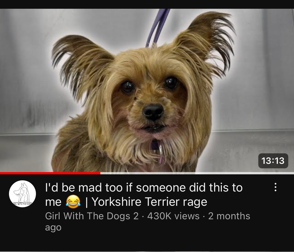 Oh yea I forgot to post about this!! 😙My dog was featured on Girl With The Dogs! It’s an awesome YouTube channel about dogs who’ve had trouble at grooming salons. Please check it out! 💜

Link to video is in tweet below⬇️