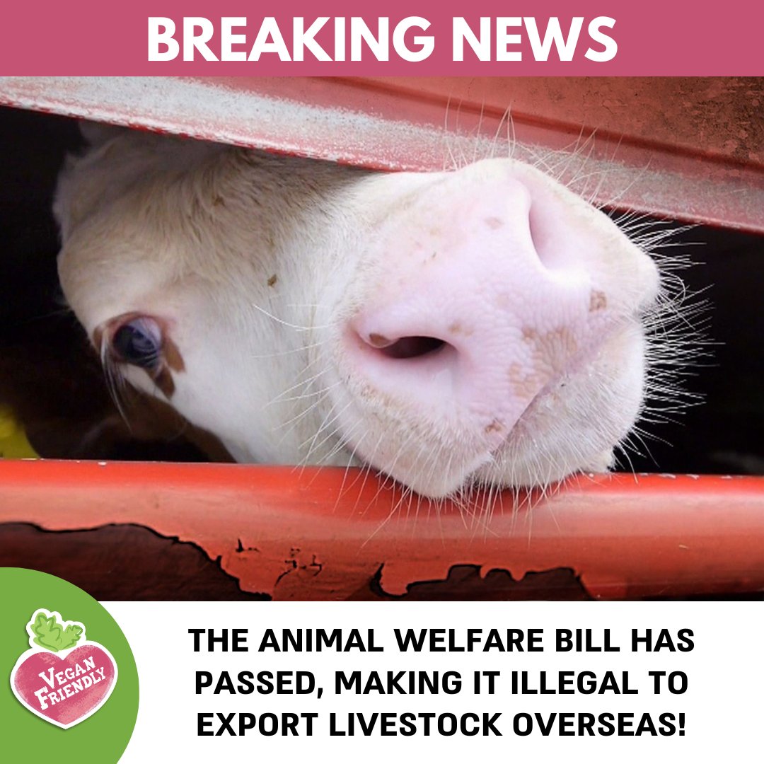 Big News for The Animals 🐮

Yesterday it was announced that The Animal Welfare (Livestock Exports) Bill passed its third reading making it illegal to export livestock from or through Great Britain for slaughter outside the British Islands. 

What do you think about this?