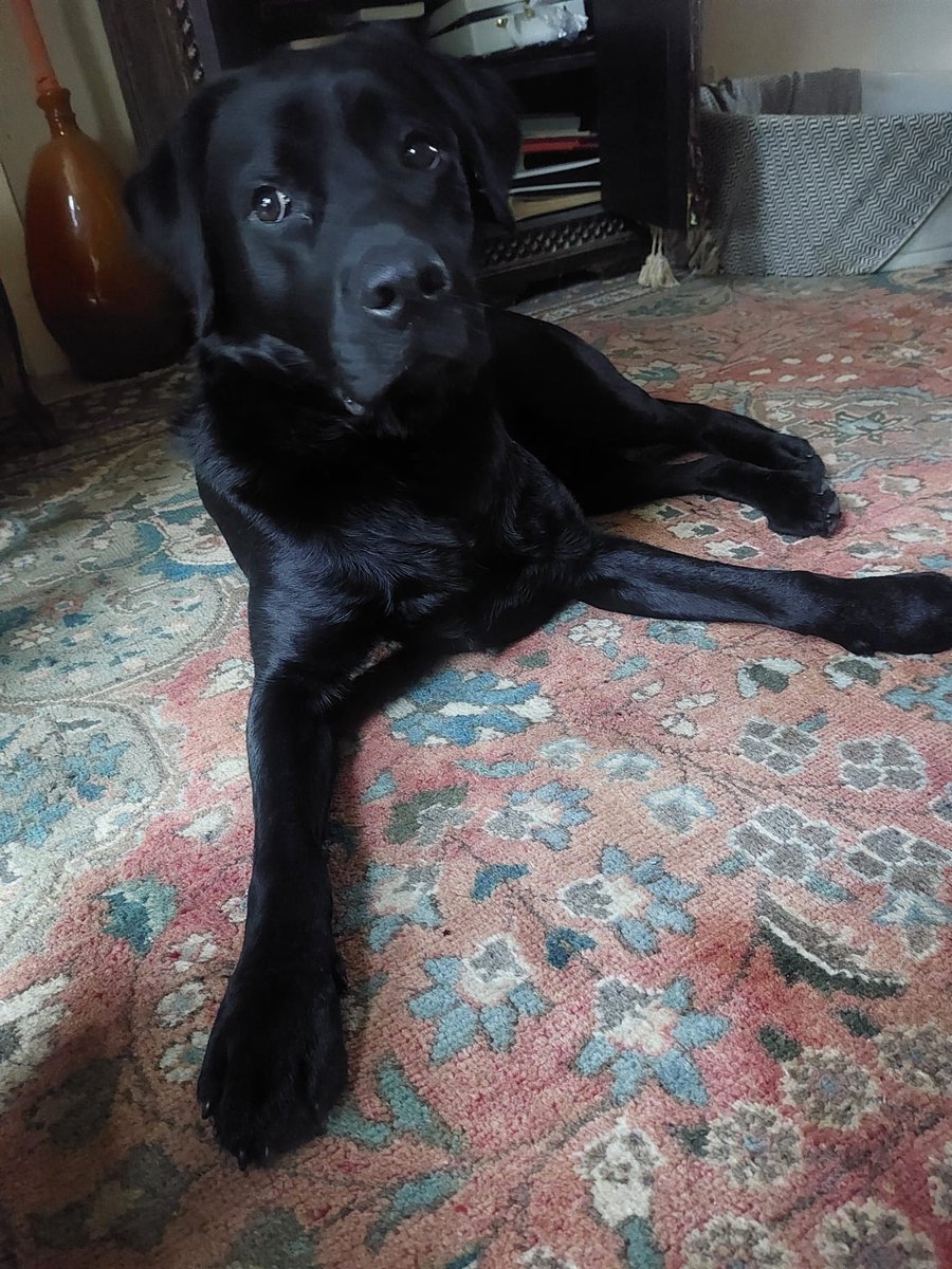 Binnenkort ter adoptie. Deze gave, sociale labrador reu van 2 jr. #AdoptDontShop