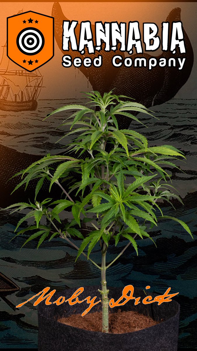 KannabiaSeeds's tweet photo. El capitán Ahab tendría mucho que decir aquí... MOBY DICK by #KannabiaSeeds 🌱🌿🧡💚🐳🐋
📷 Gracias al querido amigo #kannabista @Greenseedtests
ℹ️ #MobyDickStrain #collectionseeds ➡️ https://t.co/vEvCGCebkt
Fem ♀️
G13 Haze x White Widow
Sativa dominant hybrid https://t.co/jfCYdZpQIk