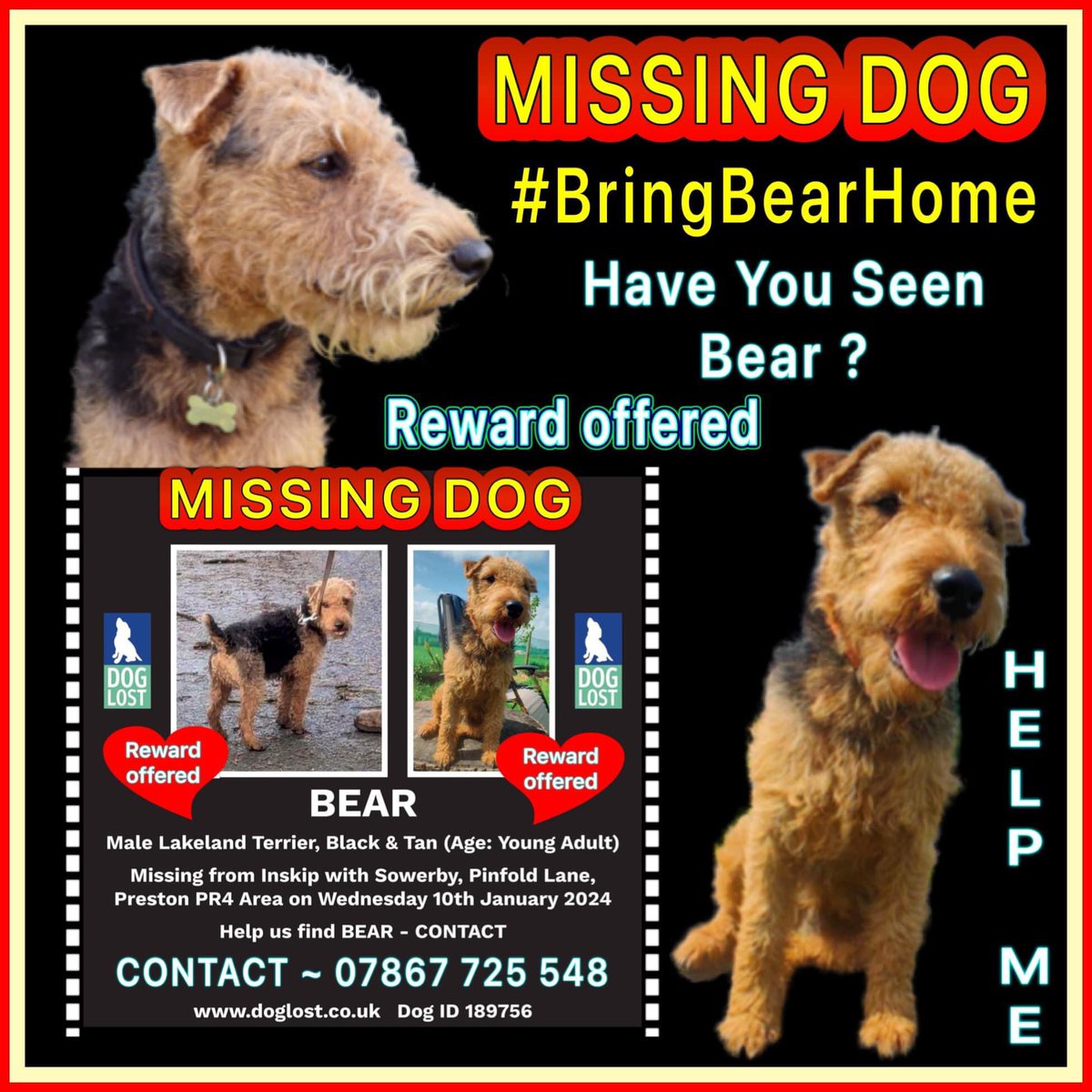 Please help 
#BringBearHome