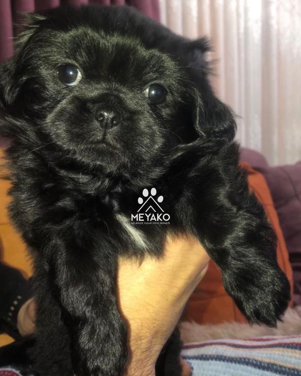 1.5 yaşında anne ve henüz 50 günlük yavrusuna yuva arıyoruz🙏🏼 
İkisini ayırmak istemiyoruz♥️
Miniklerimizi birlikte sahiplenebilecek ömürlük yuva olabilecek birileri var mıdır?🙏🏼♥️

İnstagram @meyako_rescue 

#SokakHayvanlarıSahipsizDeğil 
#istanbul #kedi #köpek