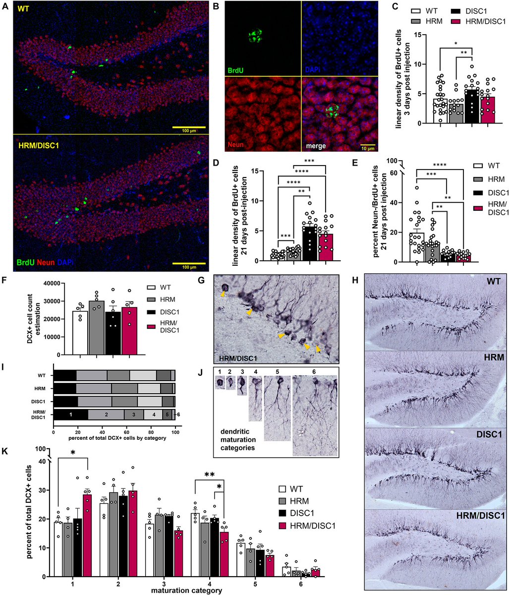A study in Frontiers in Cellular Neuroscience, pioneered by Dr. Heather Mahoney during her time as a graduate student with Dr. Danielle Gulick, highlights how changes in two schizophrenia risk genes can alter brain development, blocking neuronal maturation and altering behavior.