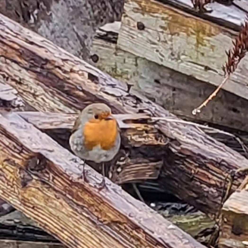 Alpine_Glass's tweet photo. And guess who was waiting for us this morning canal side ... in the rain but hiding from #StormIsha
#tuesdayvibe #tuesdaymorning
#TuesdayMotivation
#TuesdayThoughts #tuesdayvibes #tuesdaymood
#mrrobin #Robin #robinredbreast https://t.co/aJTV6cxdoh