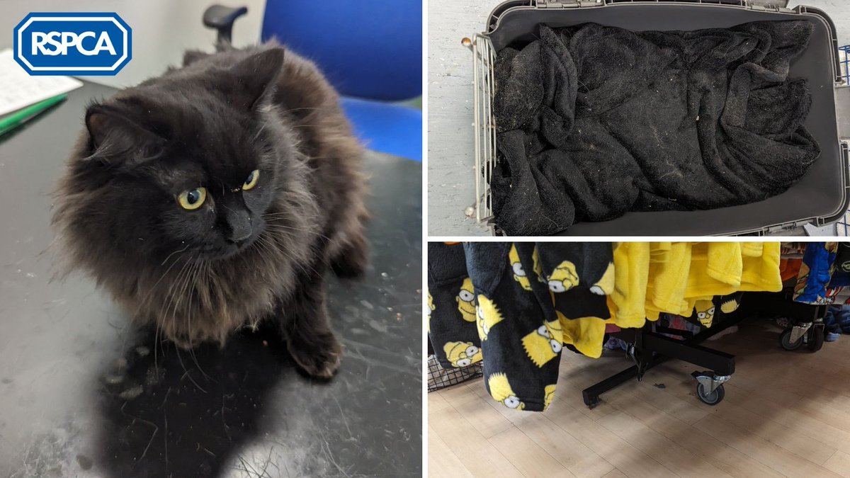 A member of staff from a Primark store in #Leicester called us for help after a cat carrier was found under a clothes rail on 16th January 😢 

If you have any info, please call 0300 123 8018 ☎️⁣

#JoinTheRescue and help us bring more animals to safety: bit.ly/4792BOb