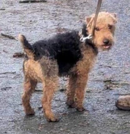 #BringBearHome MISSING LAKELAND TERRIER TAGGED & CHIPPED BLACK AND TAN DOCKED TAIL HANDSOME BOY LOST SINCE 10/1/24 TWO WEEKS out in all weathers 😓💔 #PR4 Area 🚨🚨🚨🚨 @juliagarland73 @Jan_Leeming @BrendaBlethyn @PcsharonPage @Debbie95684198 @BitofDecorum @Animalmad73