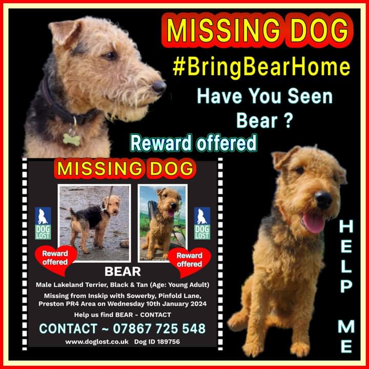 If you get a lot of parcels please mention Bear to your drivers

They may have seen a loose Lakeland Terrier #dog on their delivery routes

Contact number below with any info

#BringBearHome