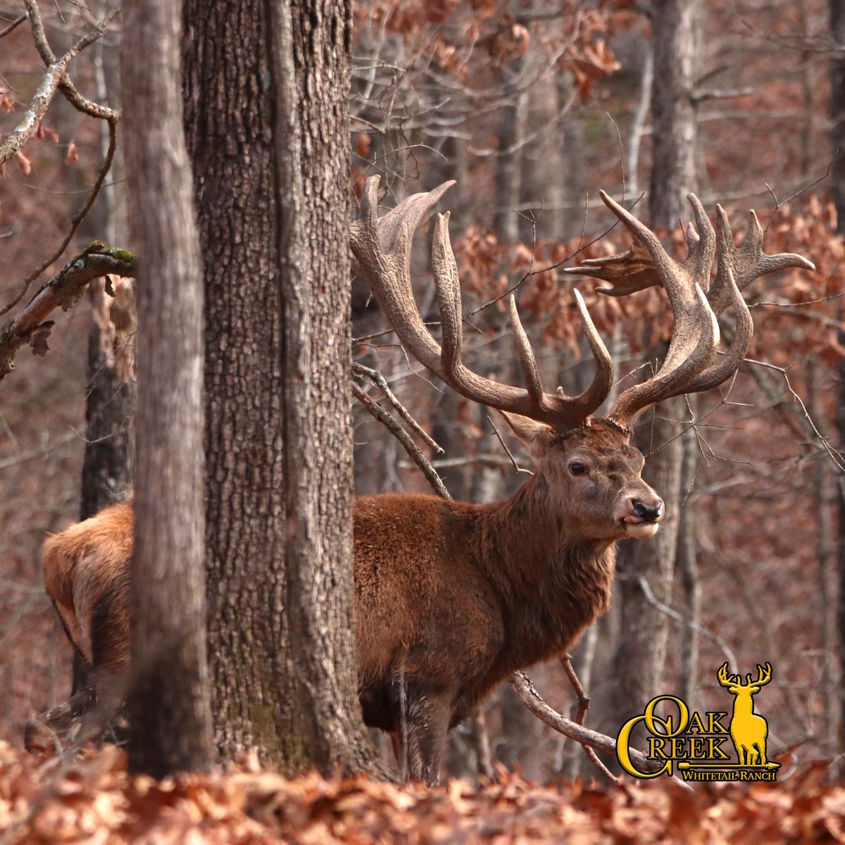 Are you hunting stag with us next week?

#redstag #oakcreekgiants #huntofalifetime #oakcreekexperience #redstaghunting