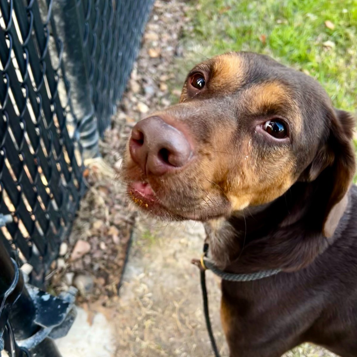 HoustonSPCA's tweet photo. Say hello to Troy! He is a three-year-old beagle mix
in search of a new home. Troy is very energetic and loves to play with other dogs. He's looking for an active family that can match his energy. If you want to meet Troy, visit our Adoption Center today!
#AdoptionHighlight https://t.co/1Q0lPtV1wZ