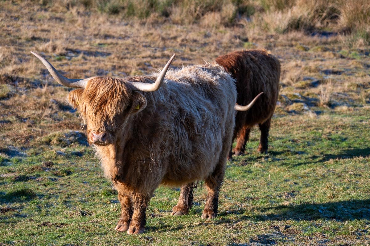 The Howorths (@saltyseadog) on Twitter photo The Highland Cattle <a href="/KitchenCoosEwes/">Kitchen Coos And Ewes</a> are real posers. Break out the camera and they become the perfect model. Or should we say moodel ? <a href="/TravWriters/">BGTW</a> <a href="/CW_Guild/">CaravanWriters'Guild</a> <a href="/VisitScotland/">VisitScotland</a> The Highland Cattle <a href="/KitchenCoosEwes/">Kitchen Coos And Ewes</a> are real posers. Break out the camera and they become the perfect model. Or should we say moodel ? <a href="/TravWriters/">BGTW</a> <a href="/CW_Guild/">CaravanWriters'Guild</a> <a href="/VisitScotland/">VisitScotland</a>