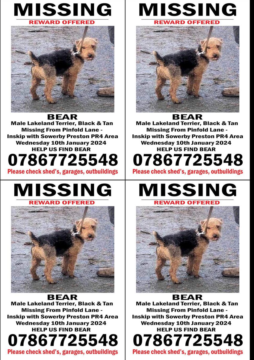 MY TWITTERSTORM IS OVER - thank you for helping 
my family are offering £1000 for my safe return. Have you see me anywhere Since 10/1/24?
I’m a young #LakelandTerrier I’ve a docked tail and I’ve 🍟 to get me home they said if I got lost they’d find me straight away #BringBearHome
