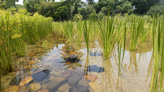 It may be #manmade, however #nature will always #takecontrol of this #pond, #insects and #fish have #populated the #water and #grasses near the #dome of #Singapore @GardensbytheBay #flowerphotography #tourism #environmental #conservation #photography #ThePhotoHour #NatureBeauty