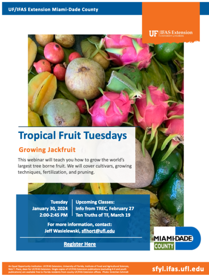 Join @sflhort next Tuesday, January 30th to learn how to grow the world's largest tree borne fruit. Register here: ufl.zoom.us/meeting/regist… #TropicalFruitTuesday #Jackfruit #FoodisOurMiddleName