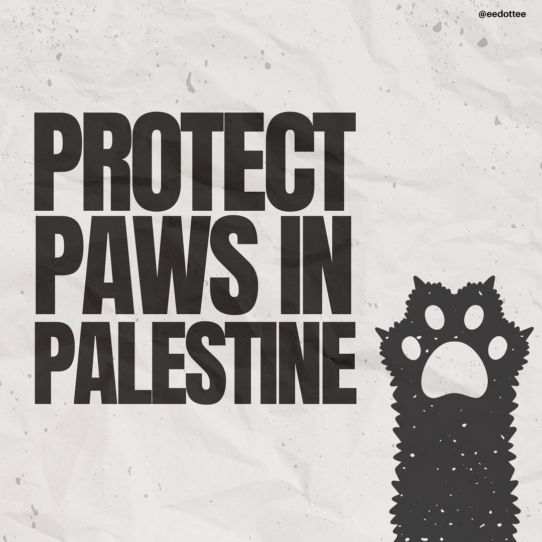 tinkatweb's tweet photo. @OwenJones84 Cats are being killed, maimed, and injured by Israel, same as humans. They're starving, too. No animal food has been delivered to Gaza since October 7 - please check out @SulalaSociety, Gaza's only licensed animal rescue! #GazaAnimals #AnimalsWelfare #AnimalRescue #CeasefireNOW https://t.co/nTfFL8ZkxY