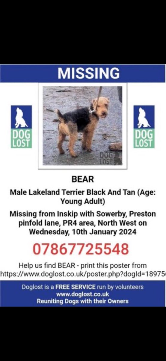 #LakelandTerrier
#MissingDog #Dogsoftwitter #Dogsofinstagram #BringBearHome