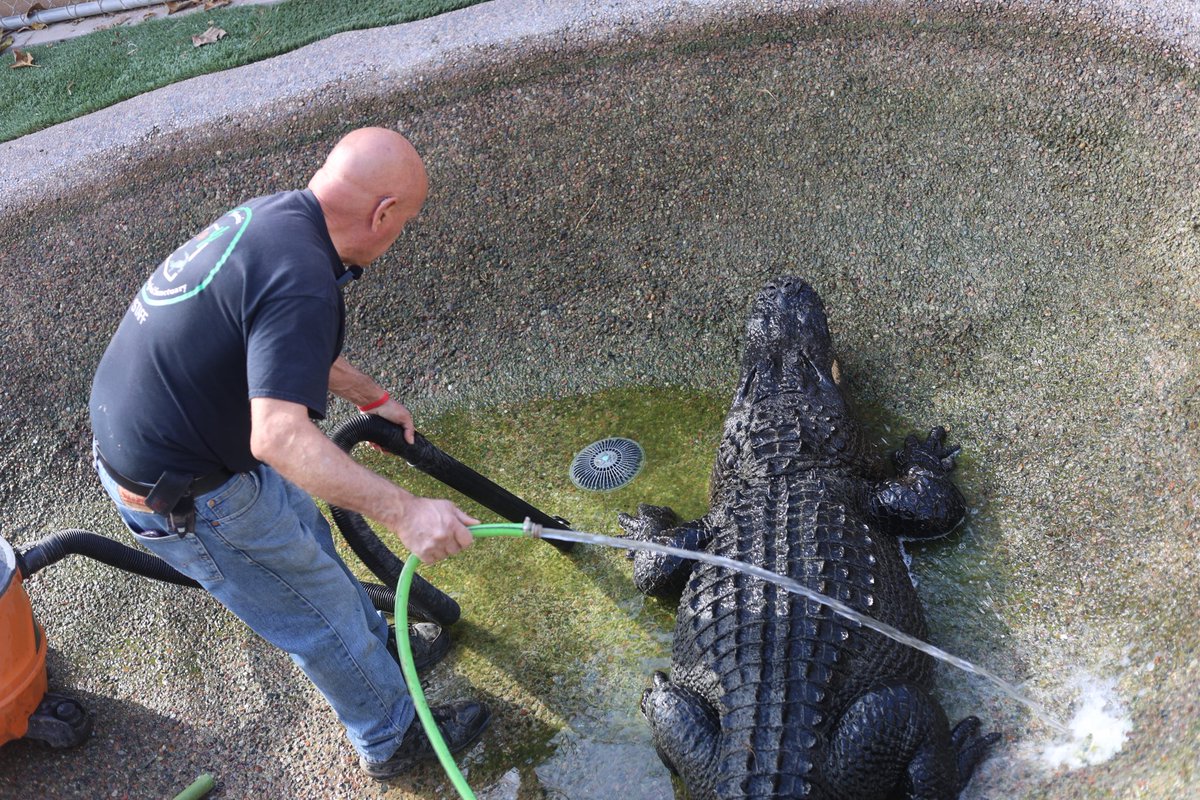Our president, Russ, climbed in with Clem to vacuum out his pond. Only in winter is Clem placid enough for Russ to get this close (typically he is waaay grumpier).