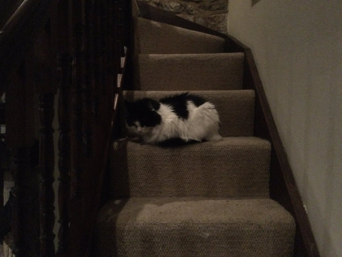 Where will Keith find to sleep tonight? 2/? 

On the stairs. The nice thing is that he can keep an eye on his empty basket from here.