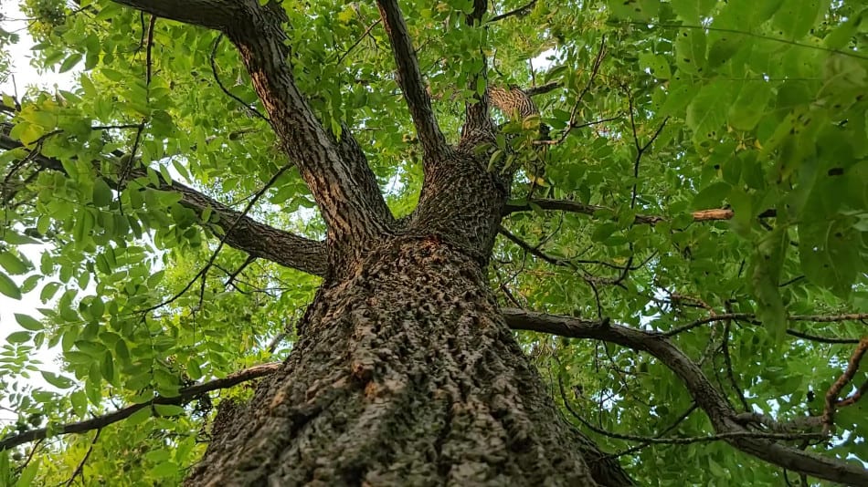 Happy Tuesday. #ThickTrunkTuesday “Trees give peace to the souls of men.”― Nora Waln. #TuesdayFeeling 
@A_R_TforPEACE @martinwalsh243 @Annleen @Don_DHYB @MirkoVasi2 @ThamizhchelvanA @Pavlo_UA #TwitterNatureCommunity