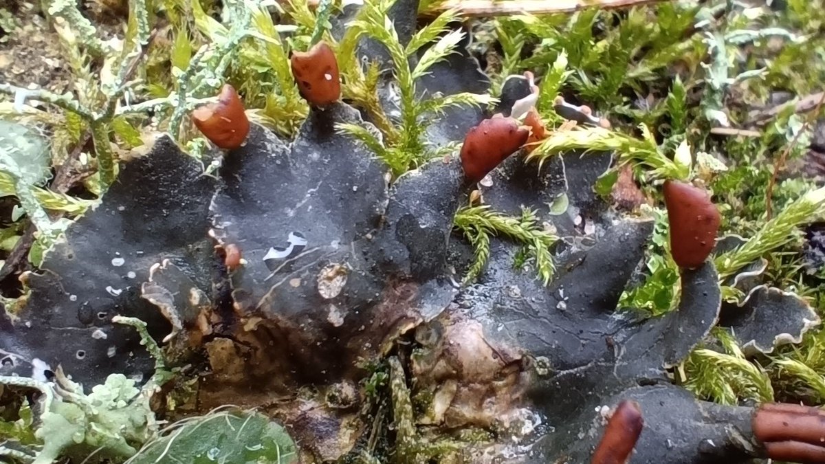 P_Gasiorowski's tweet photo. Kilka porostów ze spaceru: ###Cladonia foliacea, #Peltigera didactyla, #Cetraria islandica, Cetraria aculeata. Wielkopolska.
#lichens #lichenology #porosty #mycology https://t.co/9i7udGTIe9