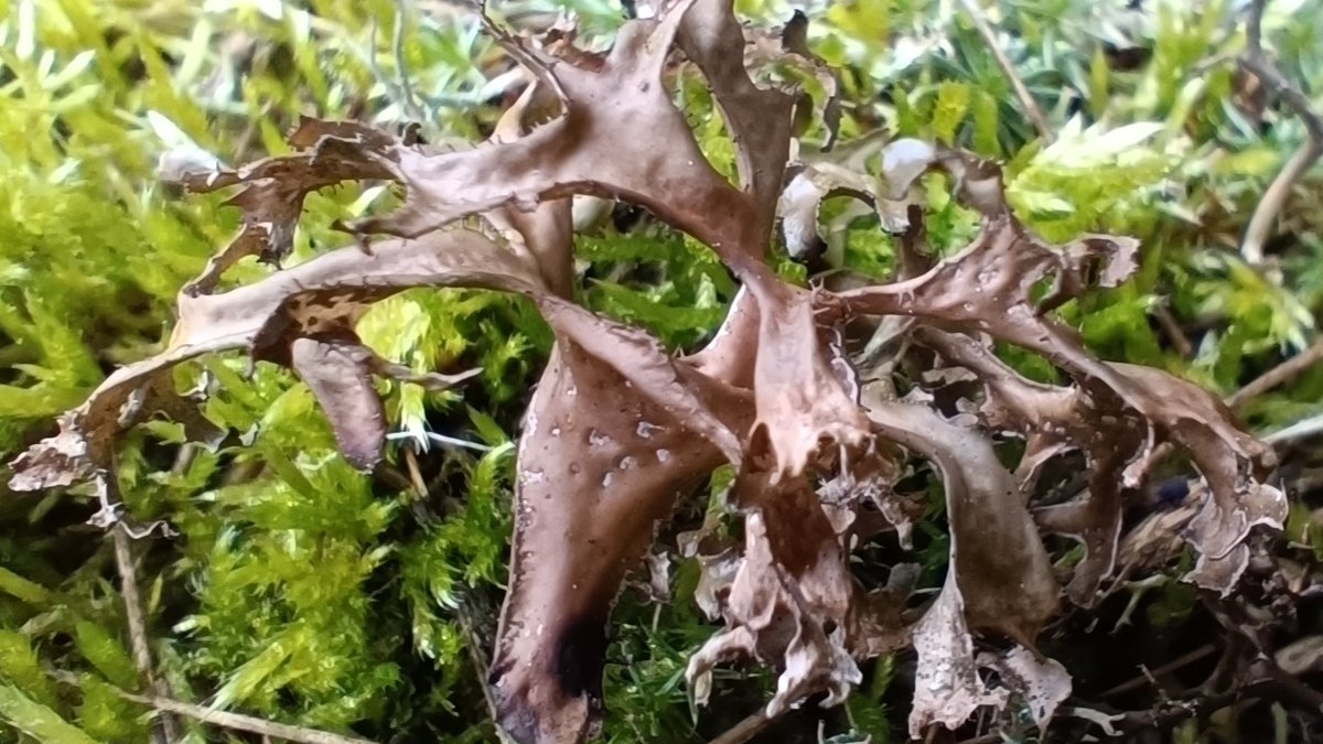 P_Gasiorowski's tweet photo. Kilka porostów ze spaceru: ###Cladonia foliacea, #Peltigera didactyla, #Cetraria islandica, Cetraria aculeata. Wielkopolska.
#lichens #lichenology #porosty #mycology https://t.co/9i7udGTIe9