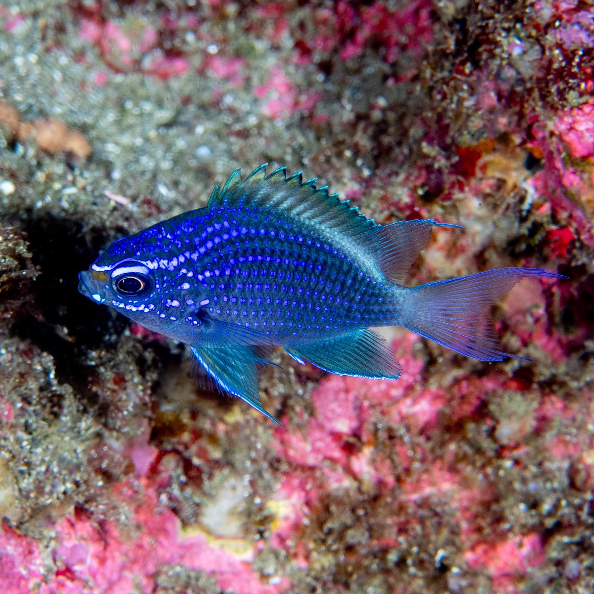 CoralReefFish's tweet image. Here is another pretty little fish that I photographed in the Galapagos, and this was a new one to me! From left to right, baby, teenager and adult Chromis alta. Elsewhere in the eastern Pacific, interesting distribution always associated with cold water.