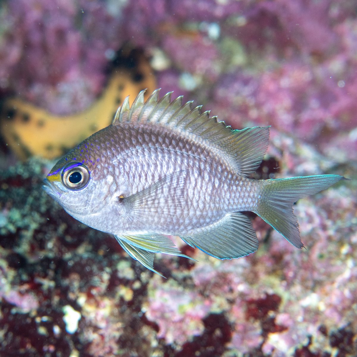 CoralReefFish's tweet image. Here is another pretty little fish that I photographed in the Galapagos, and this was a new one to me! From left to right, baby, teenager and adult Chromis alta. Elsewhere in the eastern Pacific, interesting distribution always associated with cold water.