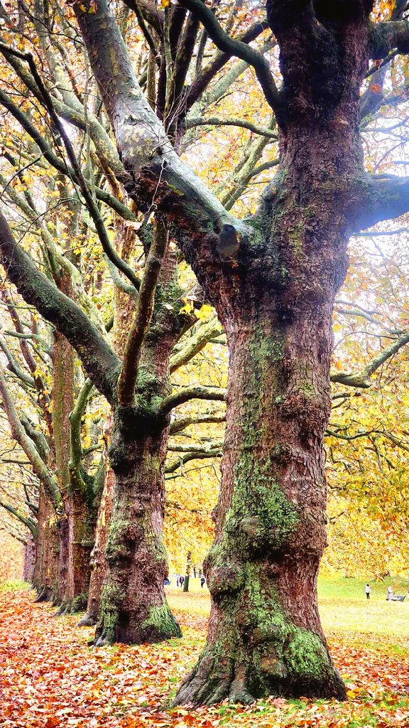 #arboles #trees #naturephotography #nature #sp_photography #landscape #landscapephotography #forest  #earthfocus #ourplanetdaily #photoincolor  #discover_earth #discoverynature #treesofinstagram #fotisimo #tones_addiction #splash_adiction #Thephotohour #zenfolio