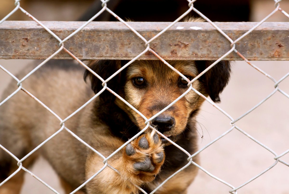 NEHSRescue's tweet photo. 🆘 FOSTERS URGENTLY NEEDED - STARTING SATURDAY 🆘

❄️This week, we're on a mission to save 30+ dogs from the harsh cold! Our southern shelters are overflowing, and the situation is dire. 

🐶We have adorable puppies, seasoned older dogs, and wise seniors in need of rescue. https://t.co/mBhAO4VAOd