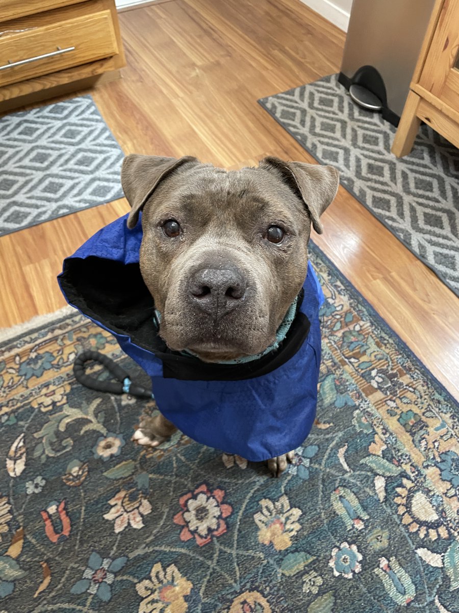 RxBalance's tweet photo. I woke up this morning to the sound of crunching. Thanks Ray! #PitBull #optometry https://t.co/vJy9iAR7H5