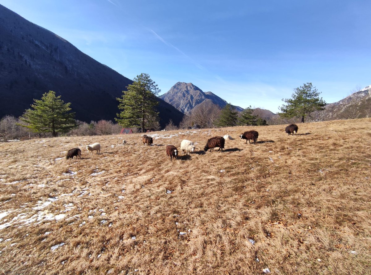 ReteItalia_EGB's tweet photo. Postcards from our last monitoring session in Lusevera, for #EUfunded #BESTbeltproject! The #JulianPrealpsNaturalPark appears in all its outstanding beauty, our #ponds are resting and LaAleGra sheeps started their precious job on the freshly restored meadow! #RIEGB #EGBA #EU_env https://t.co/cFo1Qtgav1
