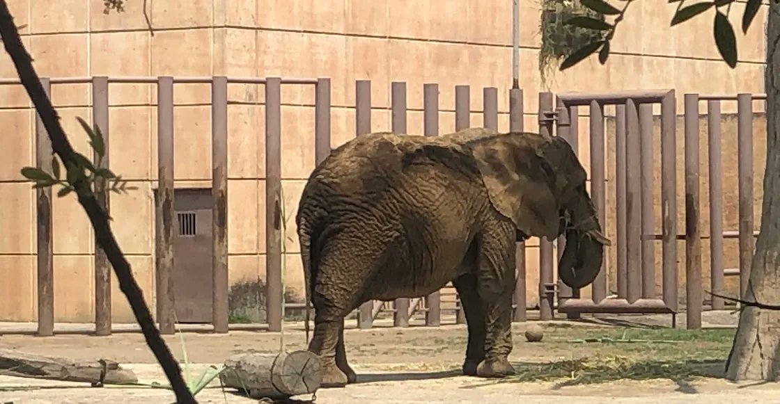 sopitas's tweet image. Después de muchos meses de lucha, la jirafa Benito finalmente fue rescatada de Juárez y llegó hasta el Africam Safari, en Puebla. Si bien es una gran victoria aún quedan muchas dudas pendientes como ¿y la elefanta Ely? 🐘

Ely fue rescatada del circo en 2012 y la llevaron luego a…