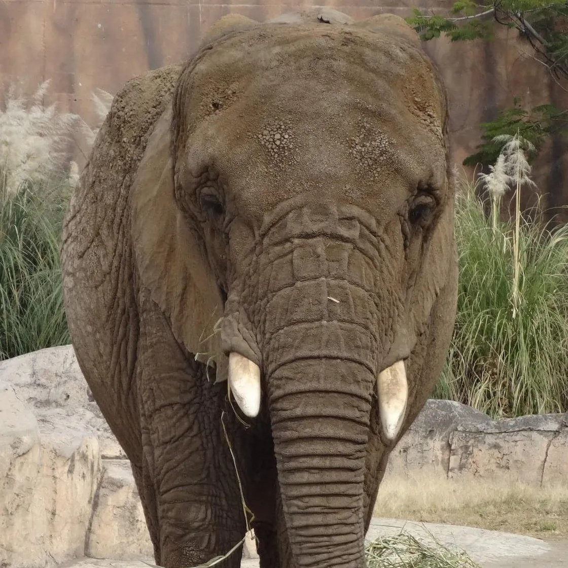 sopitas's tweet image. Después de muchos meses de lucha, la jirafa Benito finalmente fue rescatada de Juárez y llegó hasta el Africam Safari, en Puebla. Si bien es una gran victoria aún quedan muchas dudas pendientes como ¿y la elefanta Ely? 🐘

Ely fue rescatada del circo en 2012 y la llevaron luego a…