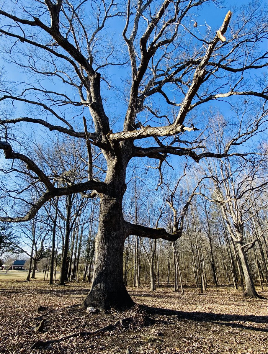 #TreeTrunkTuesday