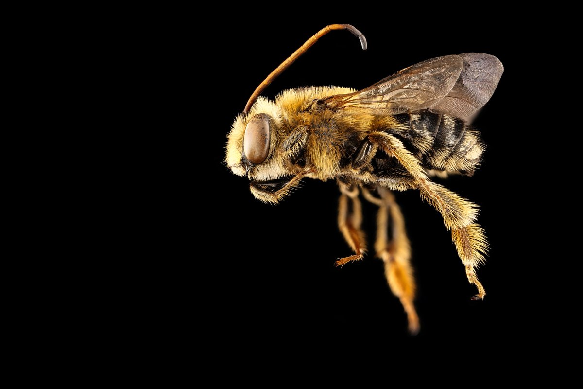 The Forgetful Bee.  Sorry, anthropomorphizing is fun.  We are fun.  Therefore we are calling this the forgetful bee.  It is also a male Florilegus condignus, collected and photographed by Chelcey Nordstrom in the Kenilworth Aquatic Gardens in Washington D.C.
