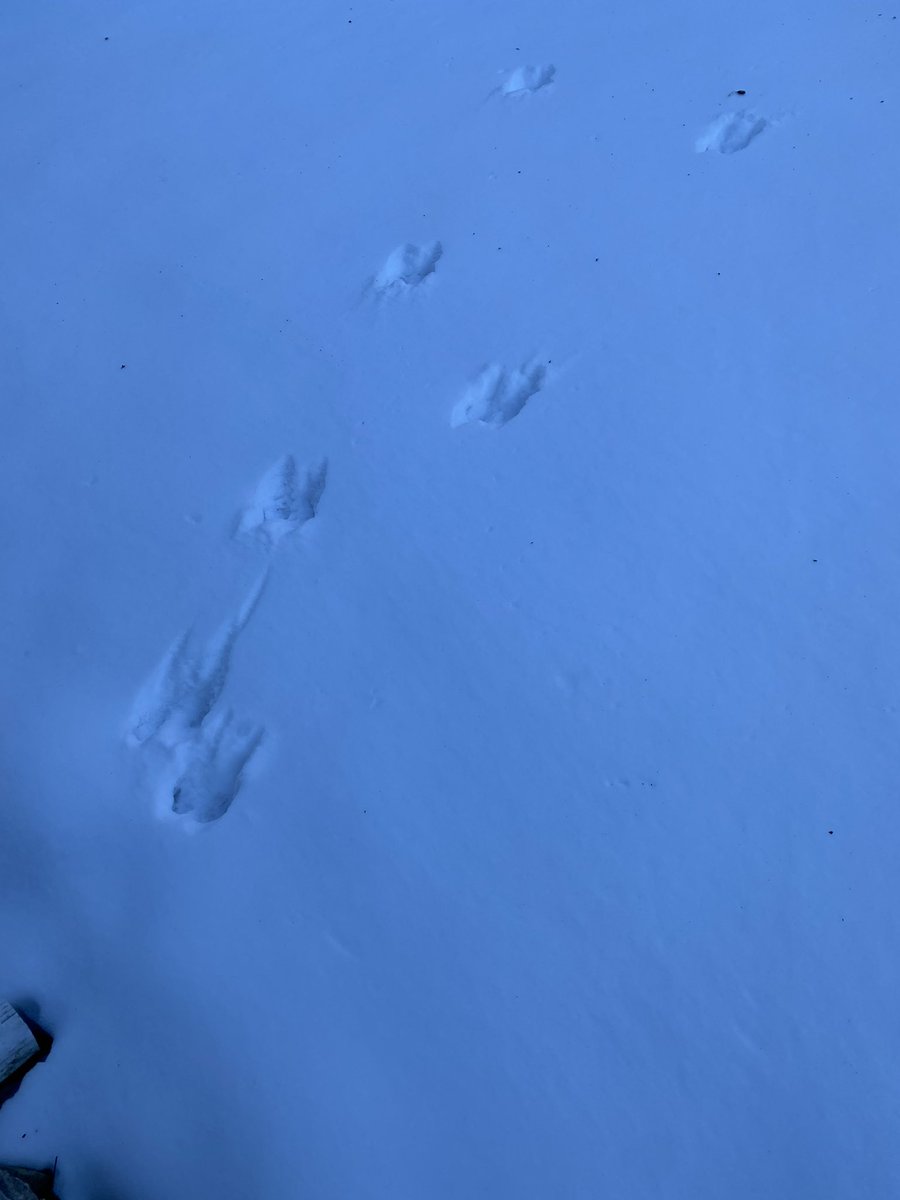 @DCNRnews Any idea what these tracks are from outside the cabin in eastern PA? #PaStateForests